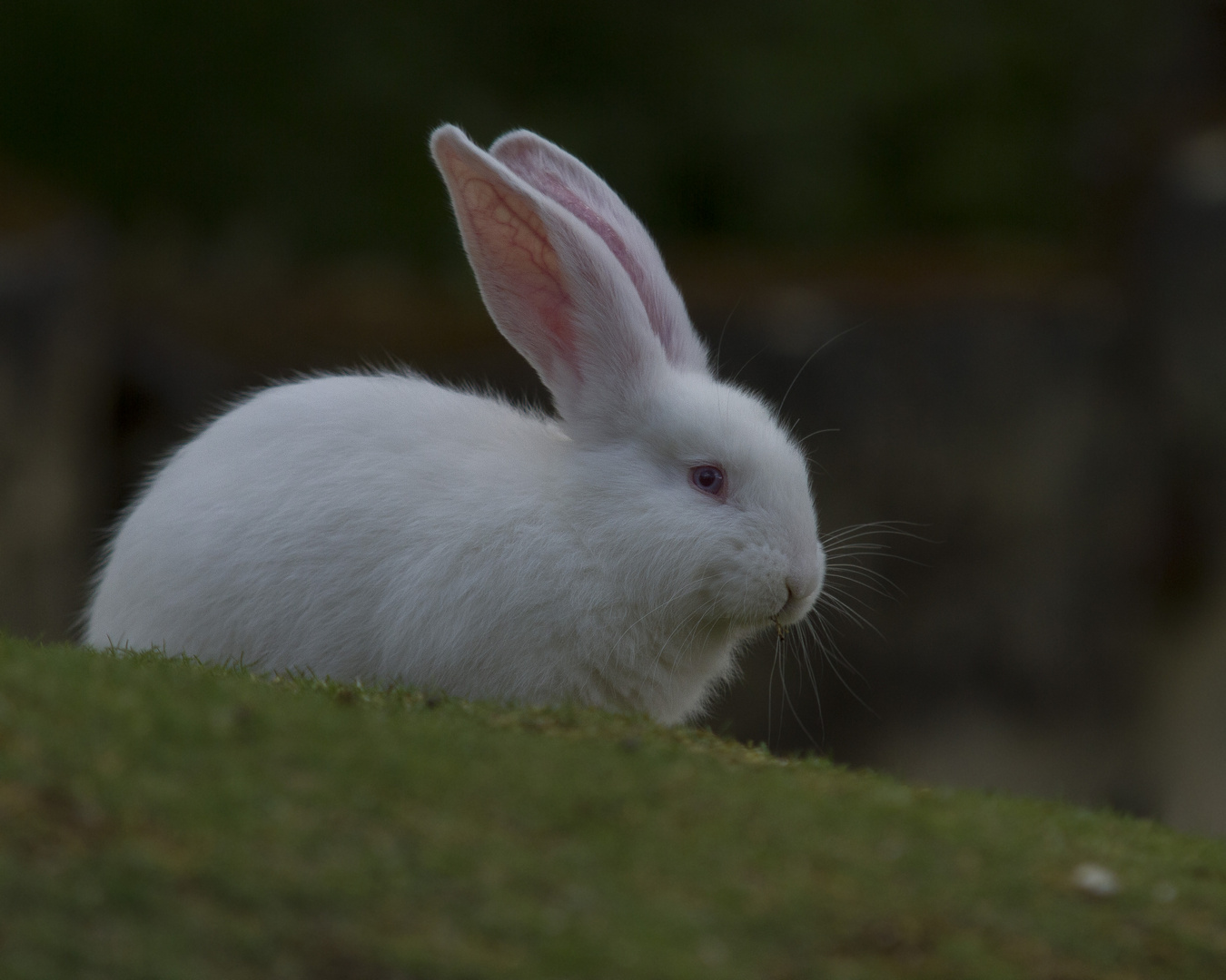 Frohe Ostern