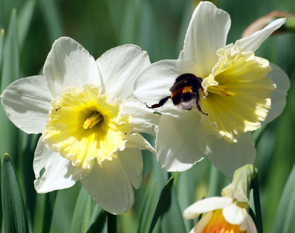 frohe Ostern