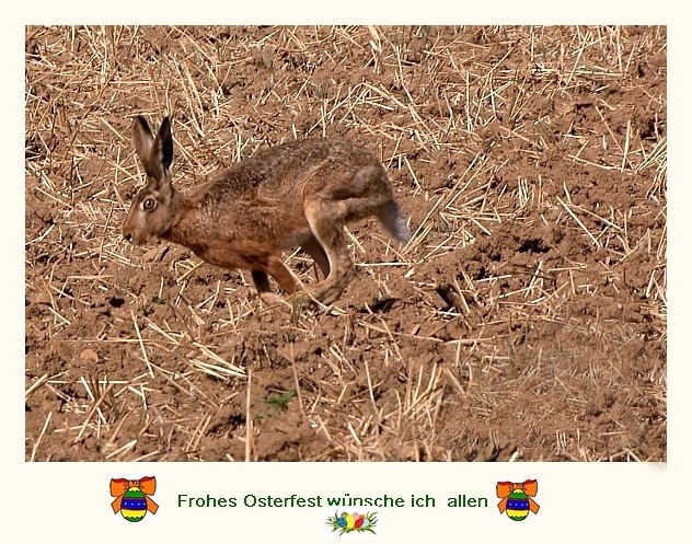 Frohe Ostern