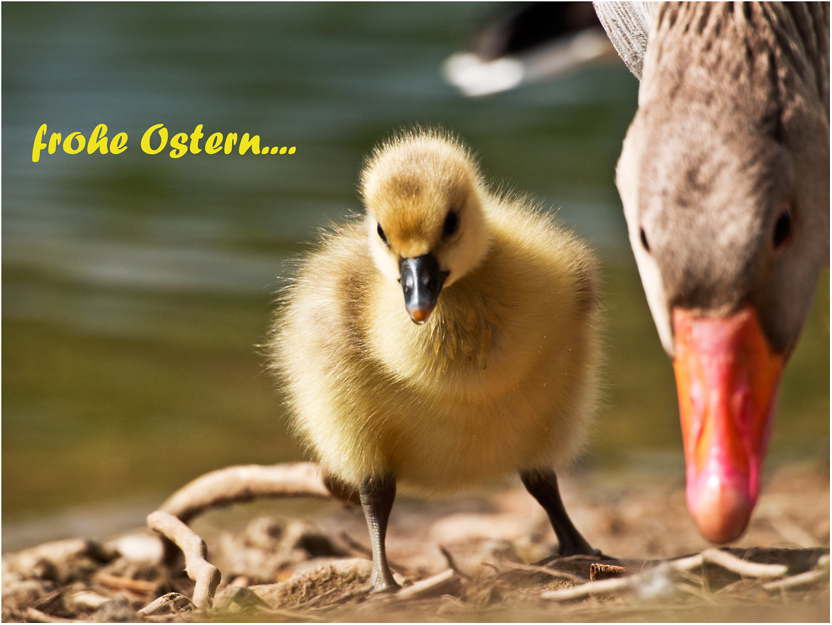 frohe Ostern.......