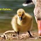 frohe Ostern.......