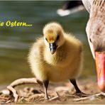 frohe Ostern.......