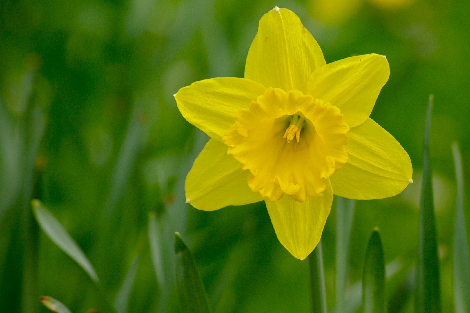 Frohe Ostern