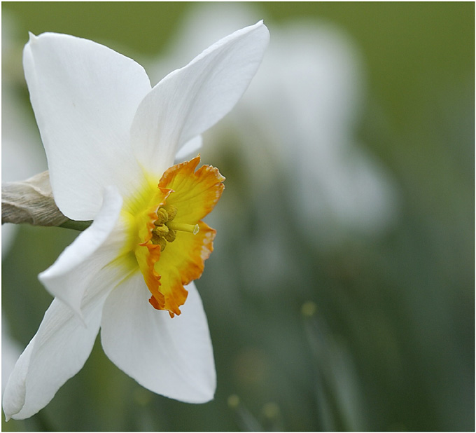 Frohe Ostern