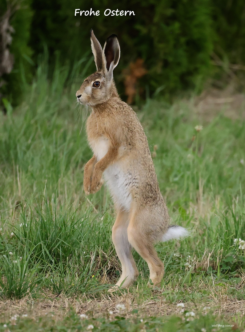 Frohe Ostern