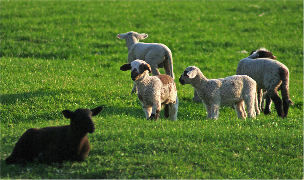 Frohe Ostern !