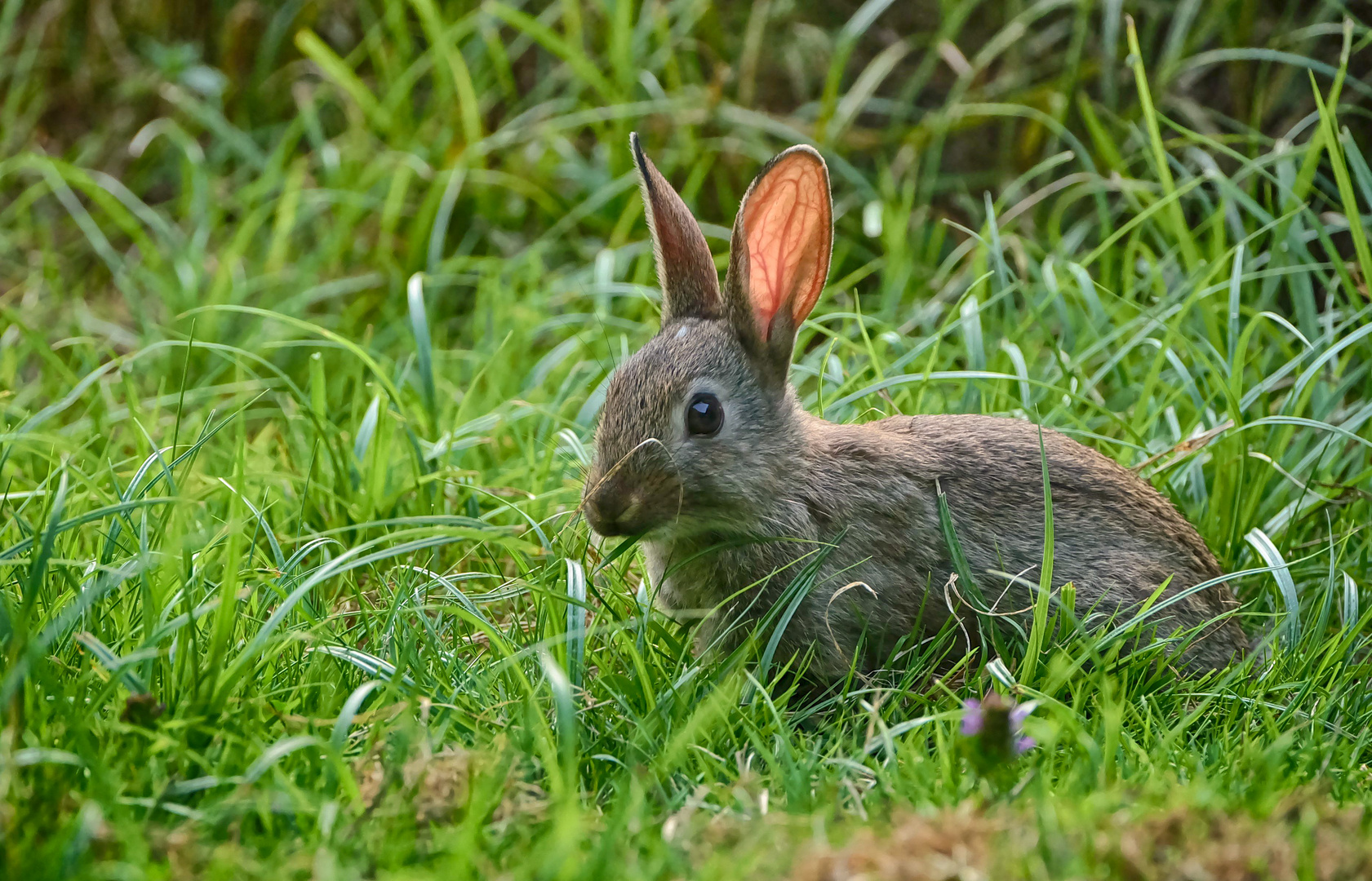 Frohe Ostern