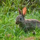 Frohe Ostern