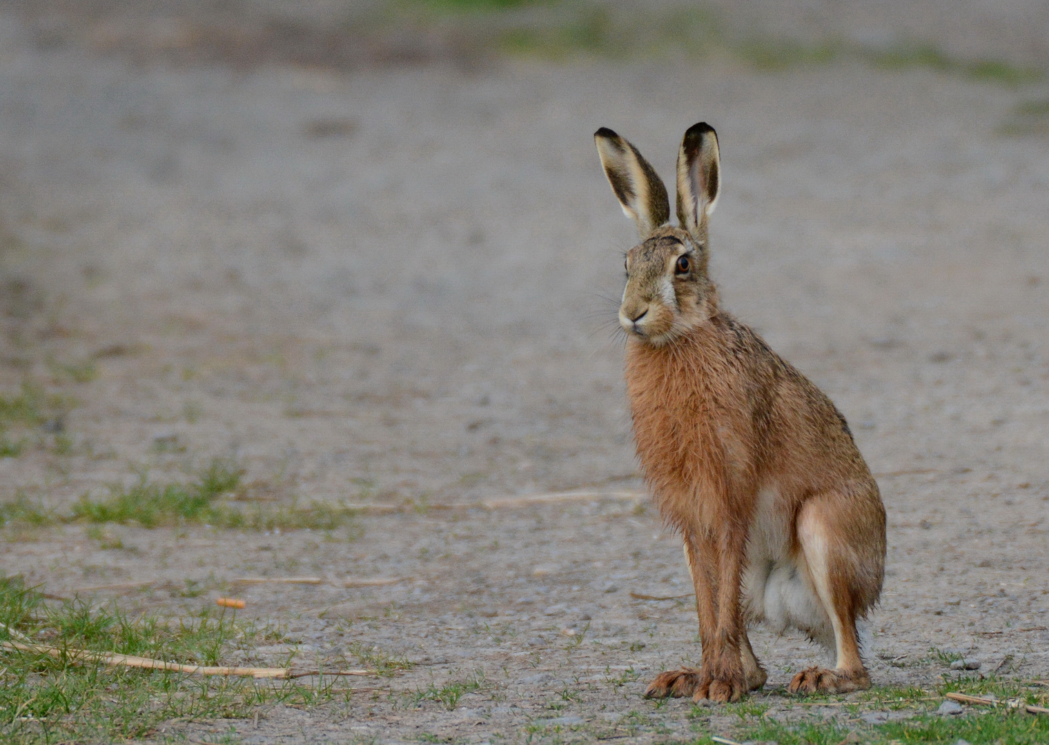 Frohe Ostern....