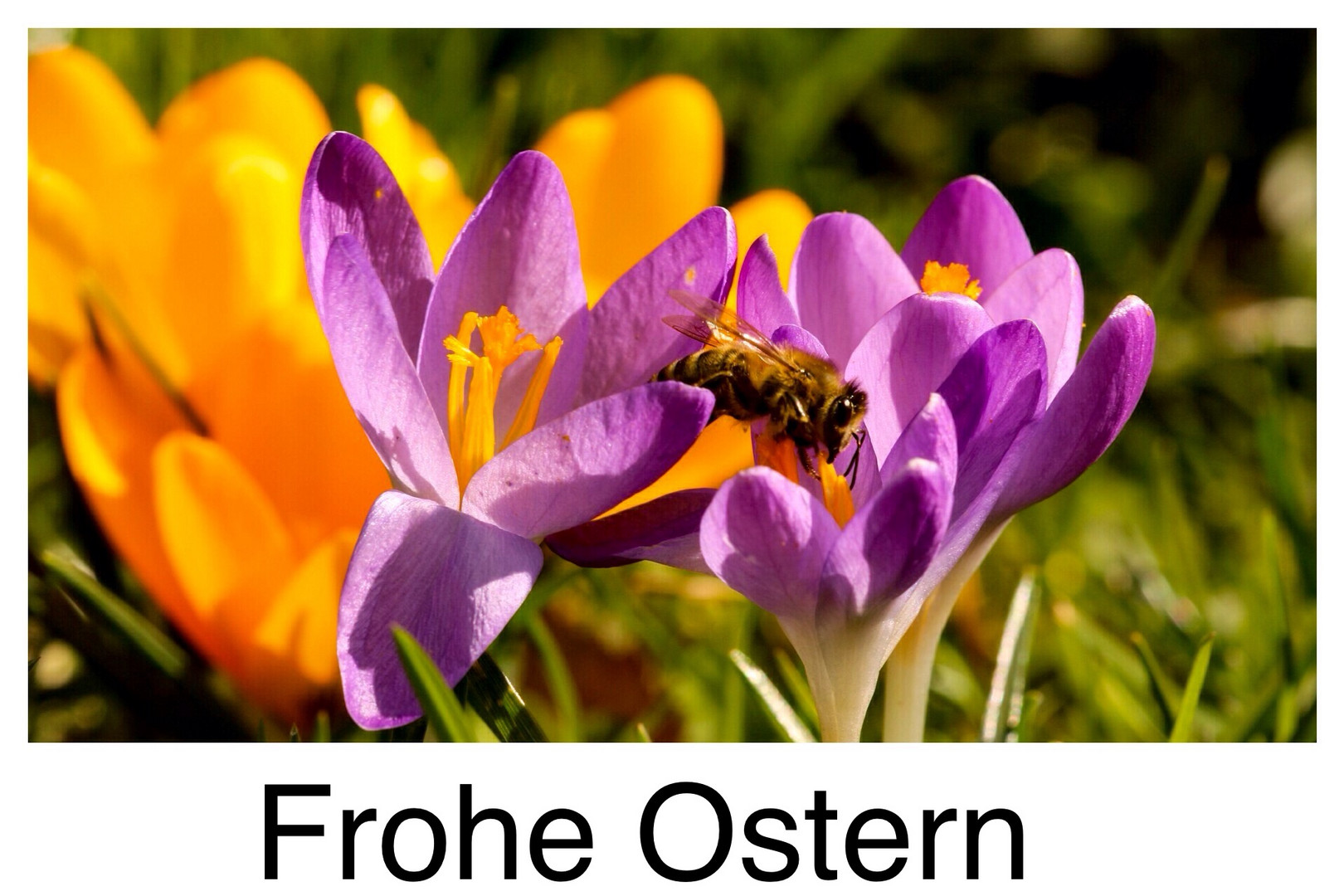 Frohe Ostern