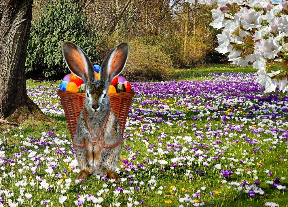 Frohe Ostern Foto & Bild | tiere, wildlife, säugetiere Bilder auf