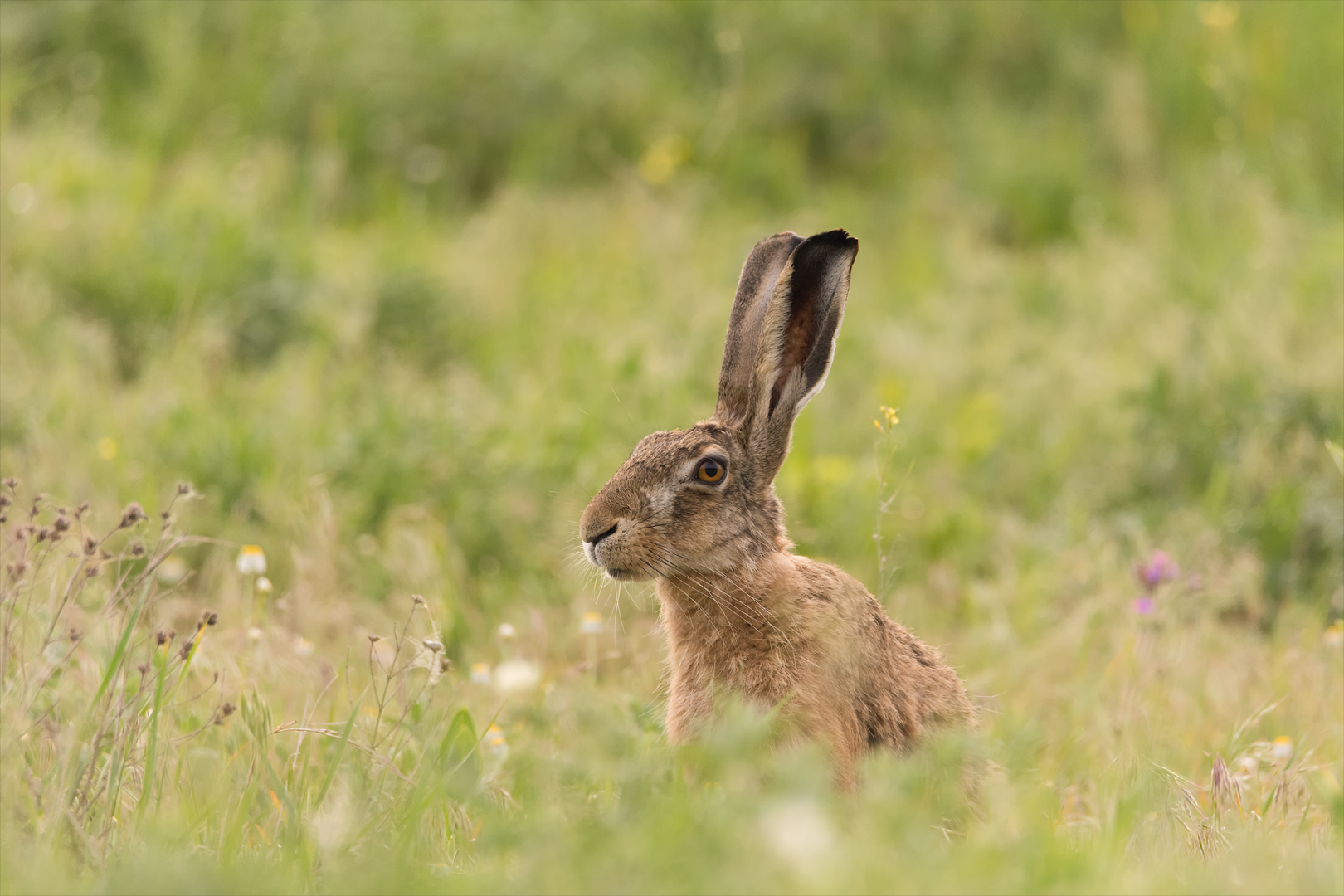 Frohe Ostern!