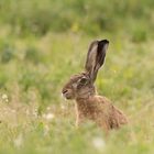 Frohe Ostern!