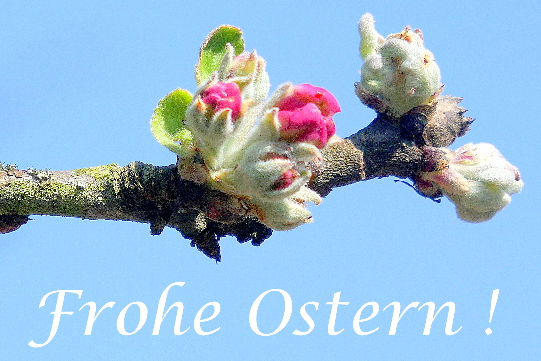 Frohe Ostern ! Foto & Bild | bäume, ostern, natur Bilder auf fotocommunity