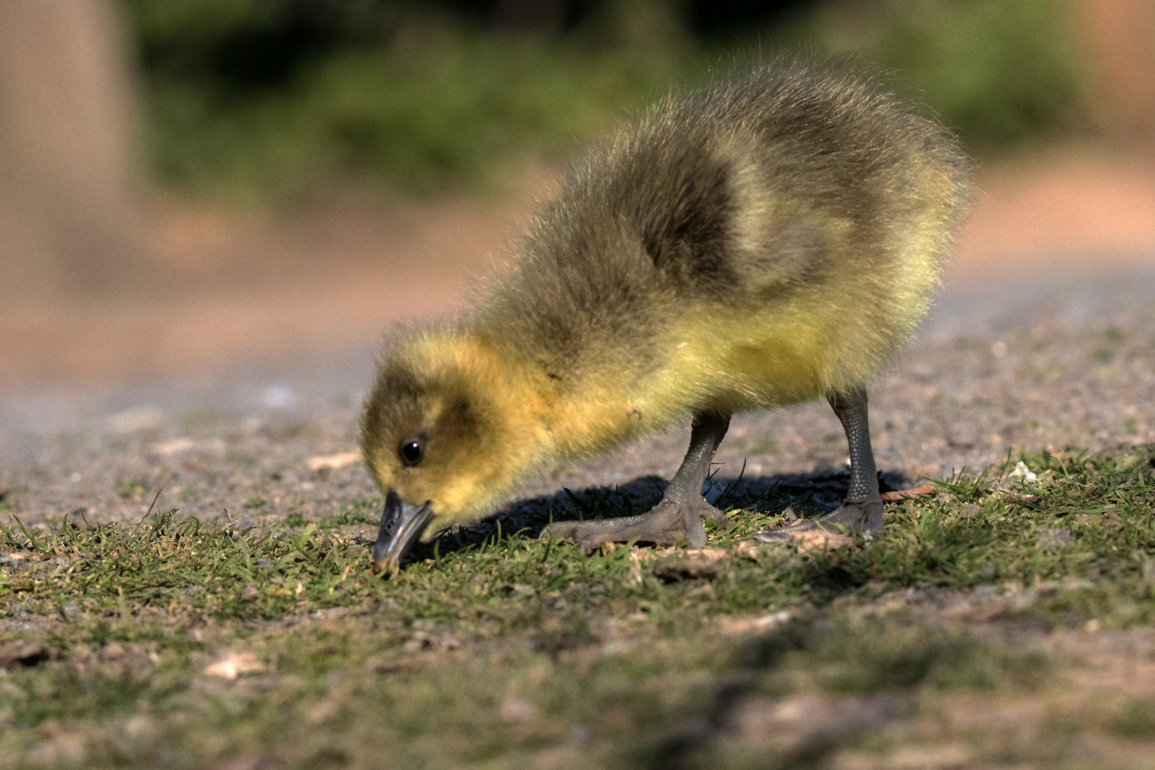 Frohe Ostern 