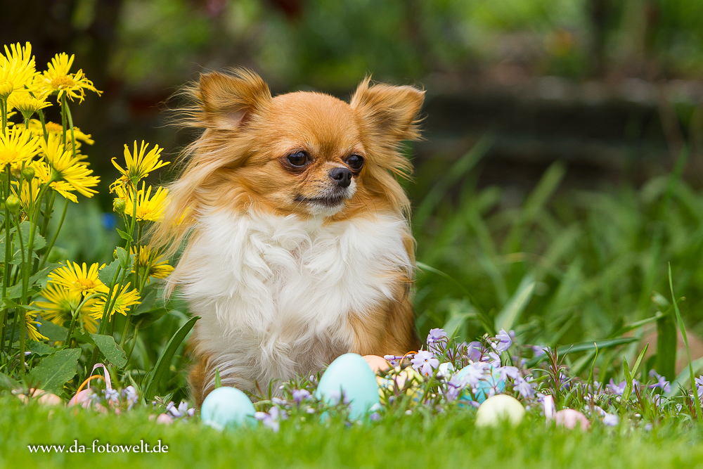 *Frohe Ostern*