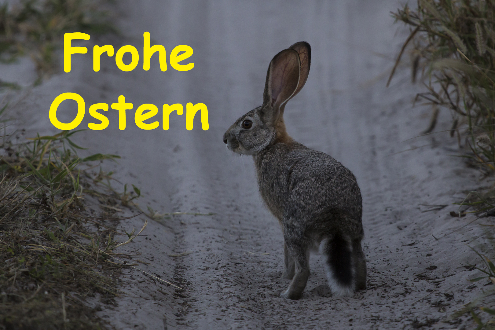 Frohe Ostern