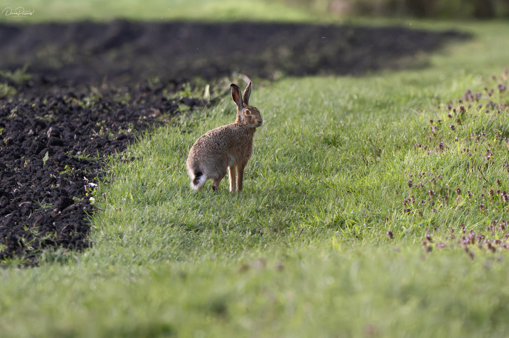 Frohe Ostern