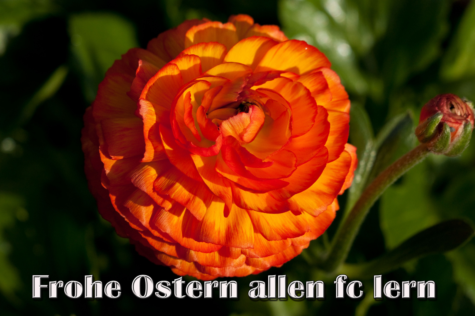 Frohe Ostern