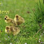 FROHE OSTERN