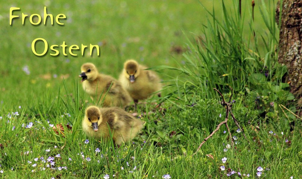 FROHE OSTERN