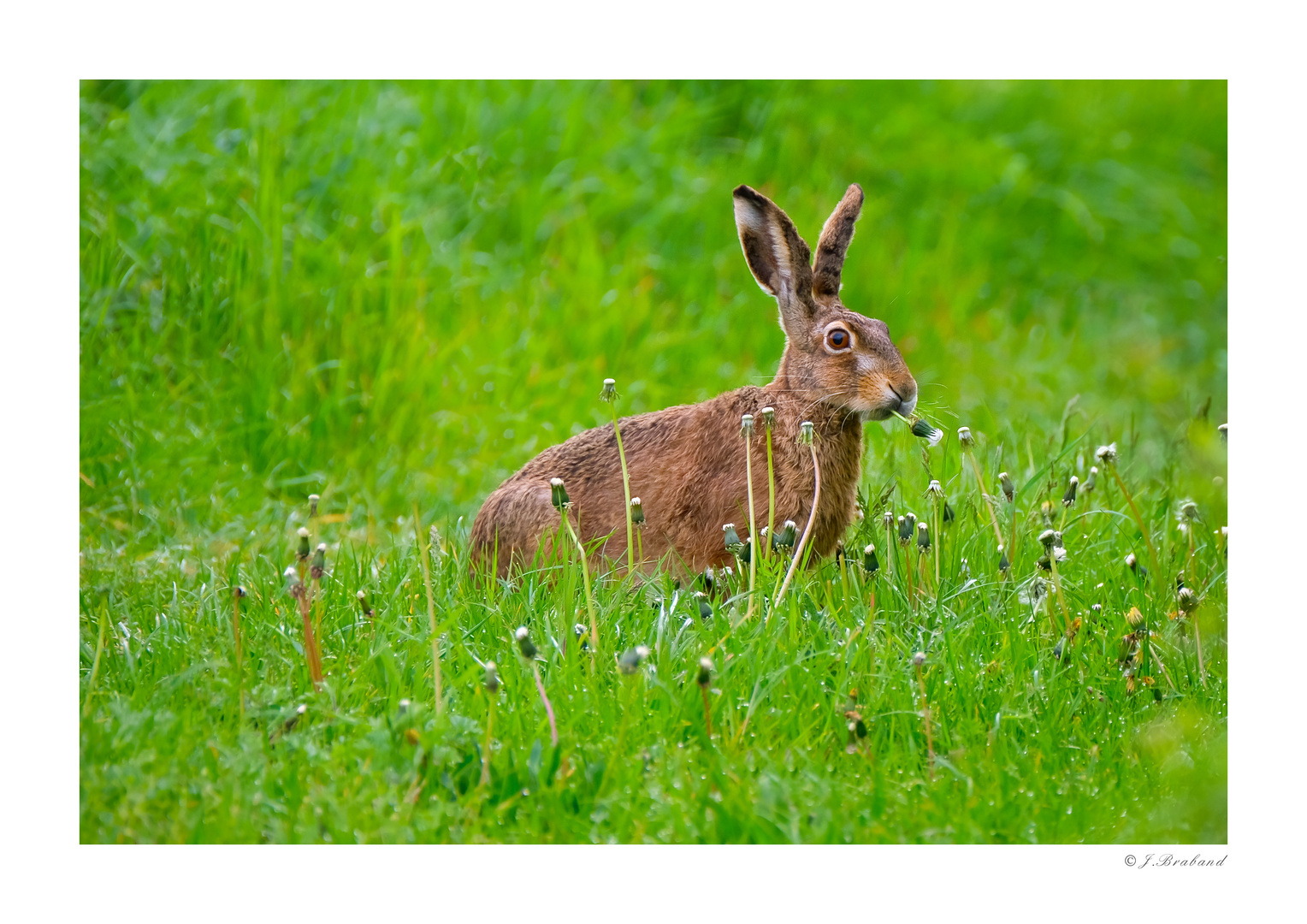 Frohe Ostern