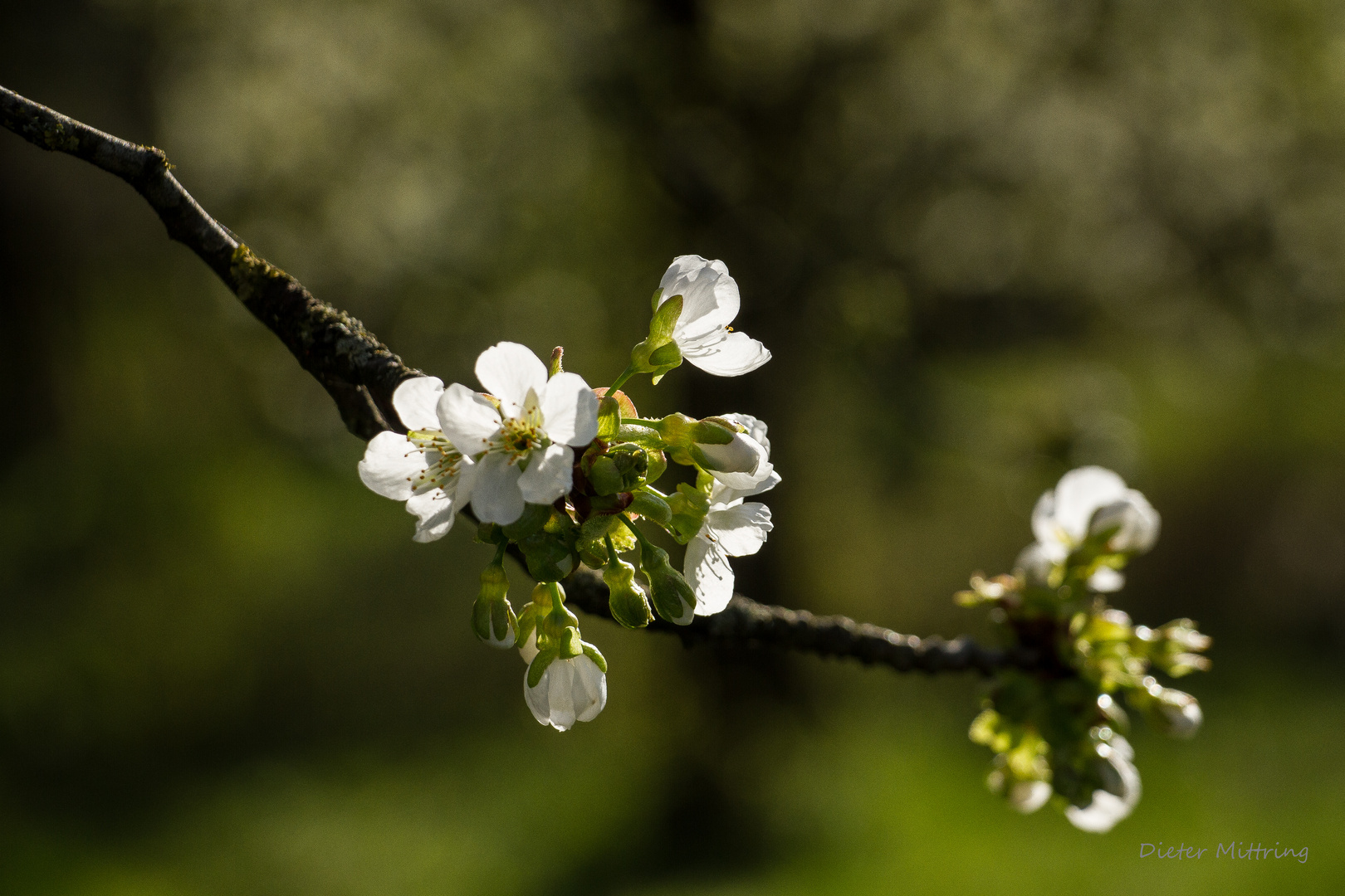 "Frohe Ostern"