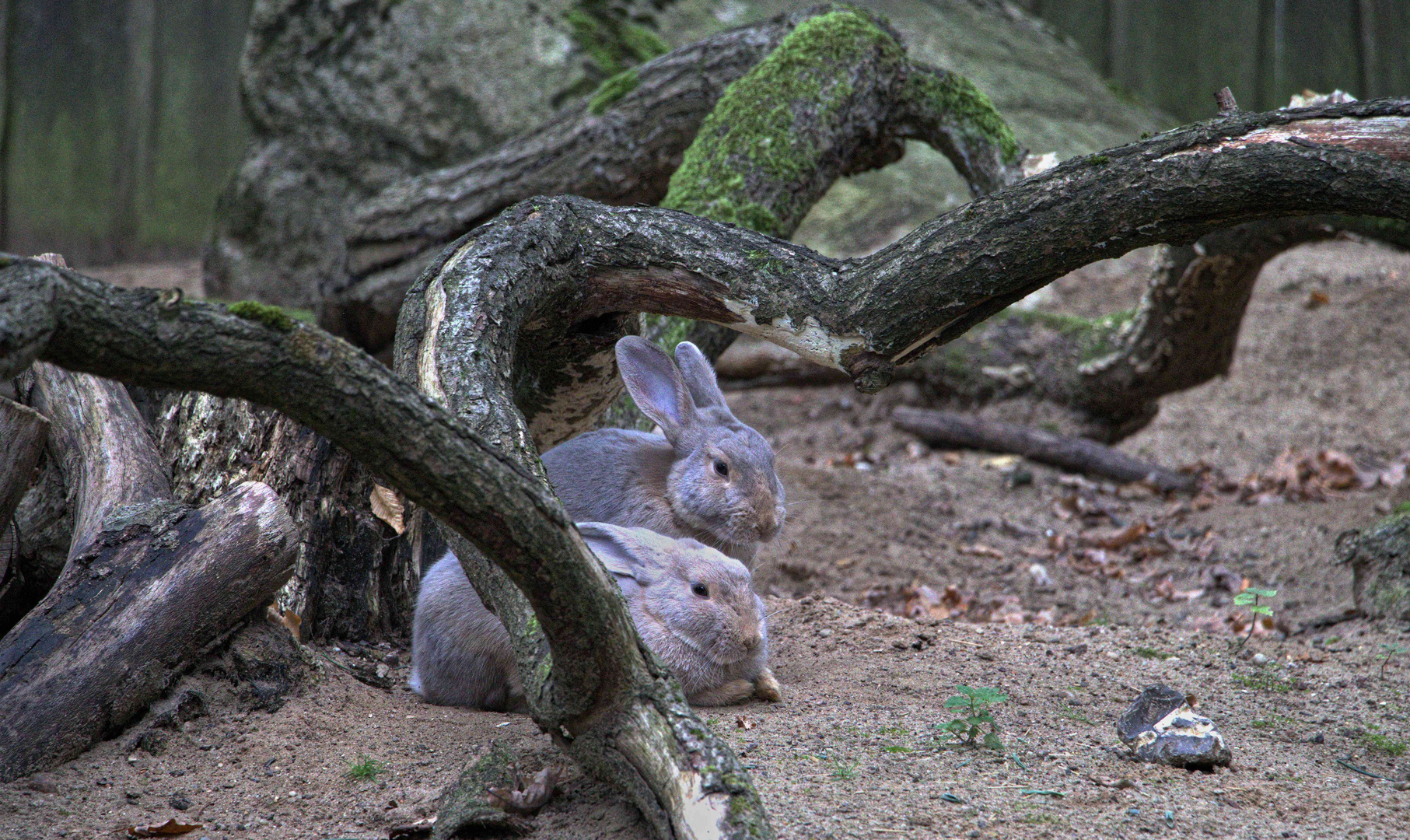 Frohe Ostern!