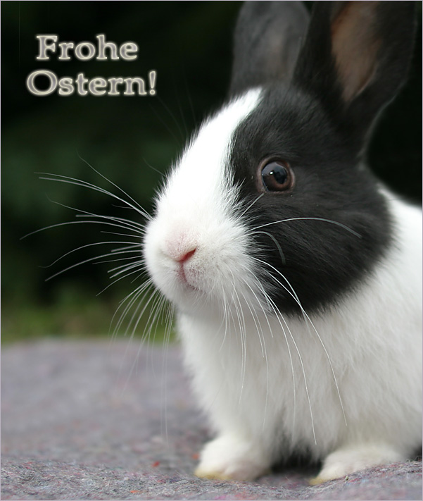 Frohe Ostern !