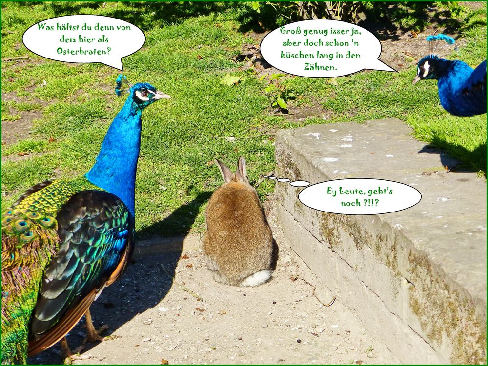 Frohe Ostern! Foto & Bild | spezial, hase, natur Bilder ...