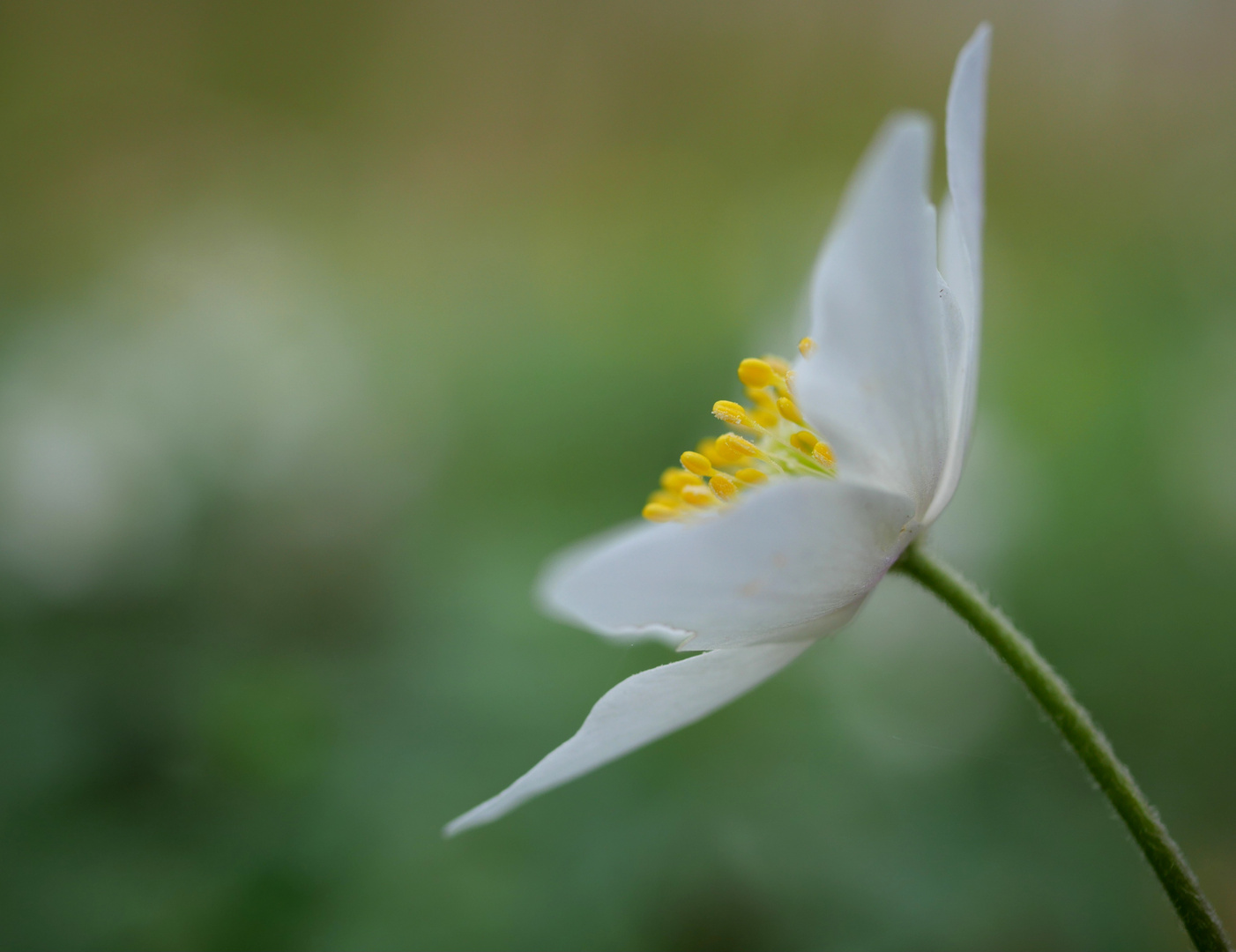 Frohe Ostern