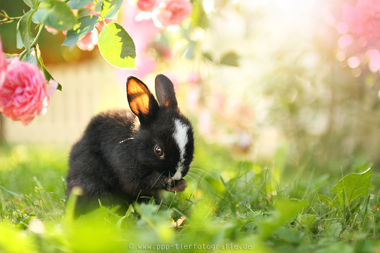 Frohe Ostern!