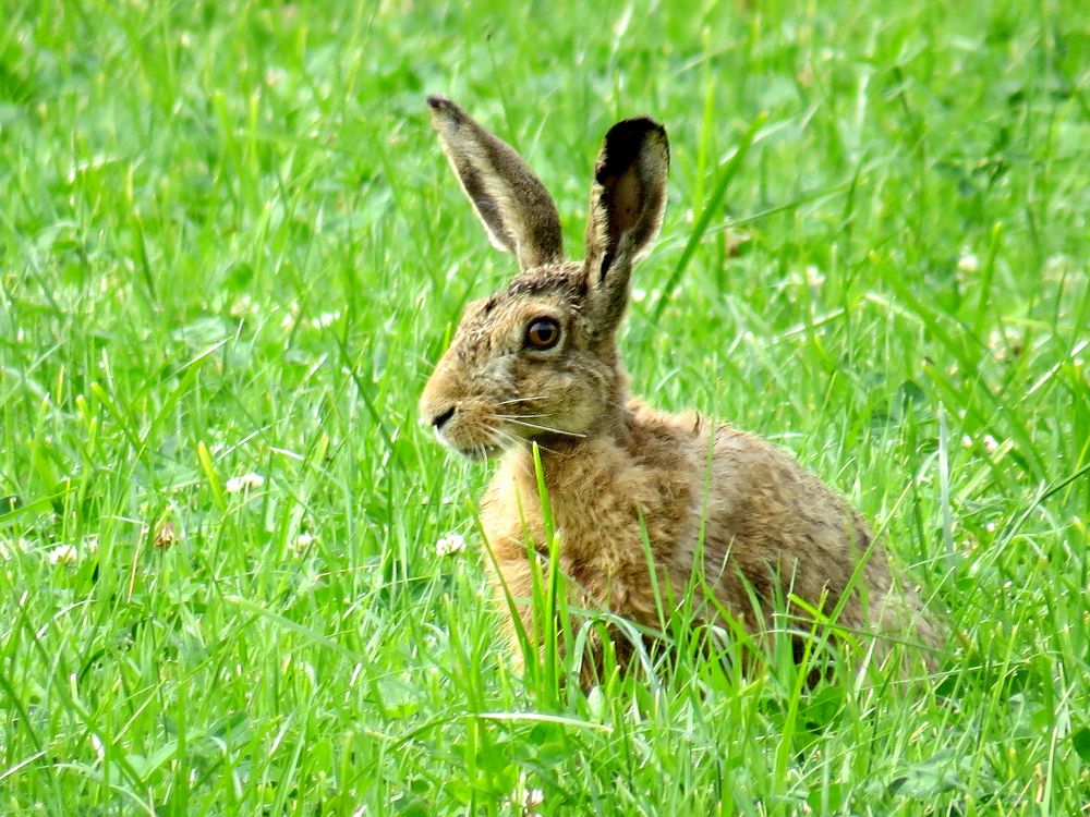 Frohe Ostern................... Foto & Bild | natur, frühling, ostern