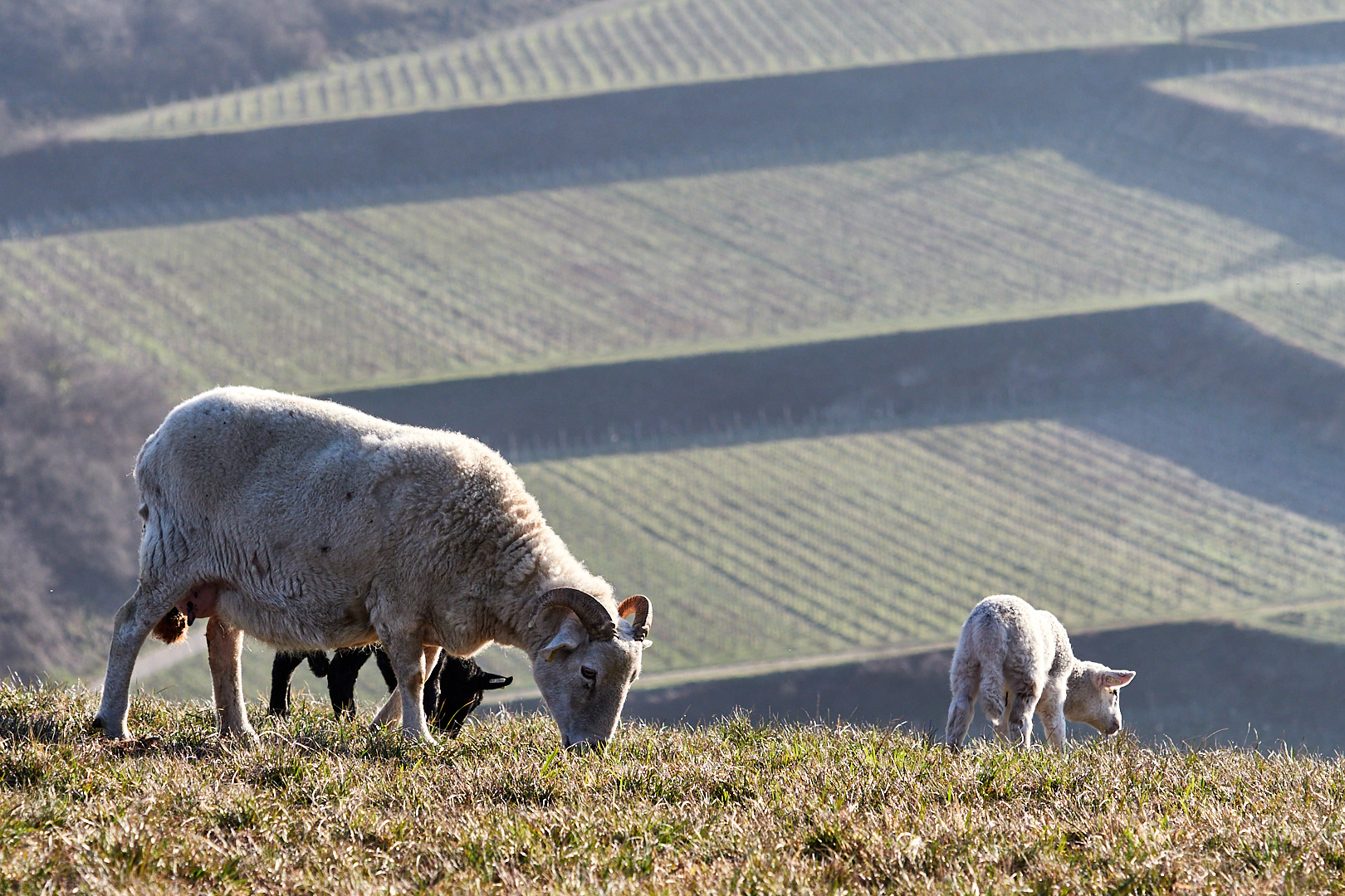 Frohe Ostern