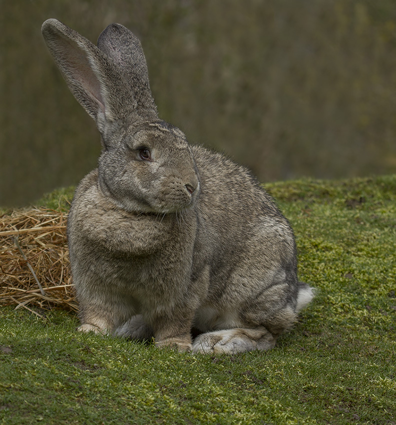 Frohe Ostern