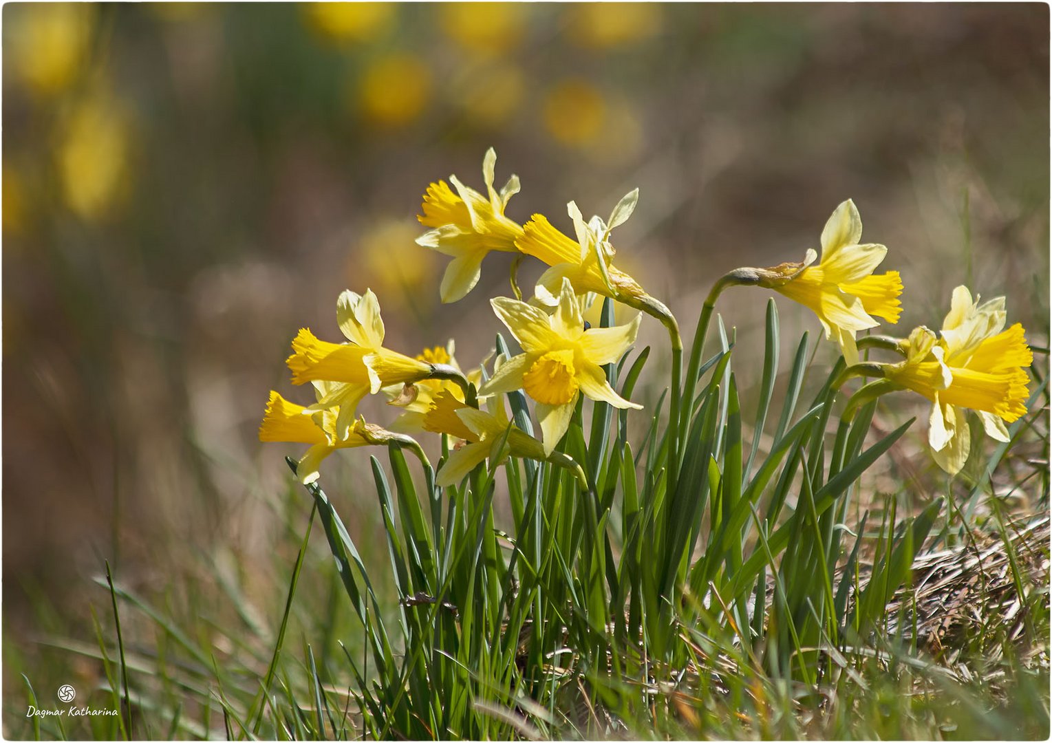 Frohe Ostern