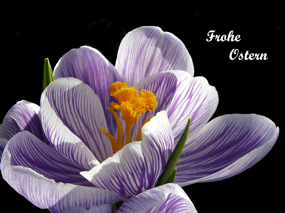 Frohe Ostern....