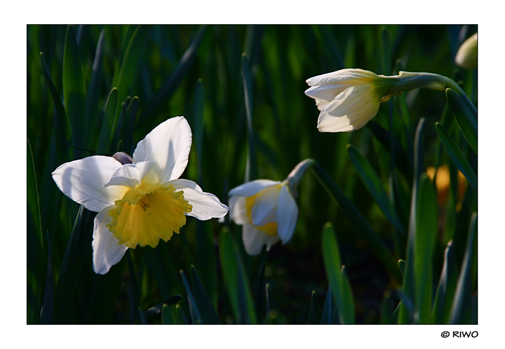 ...... FROHE OSTERN ......