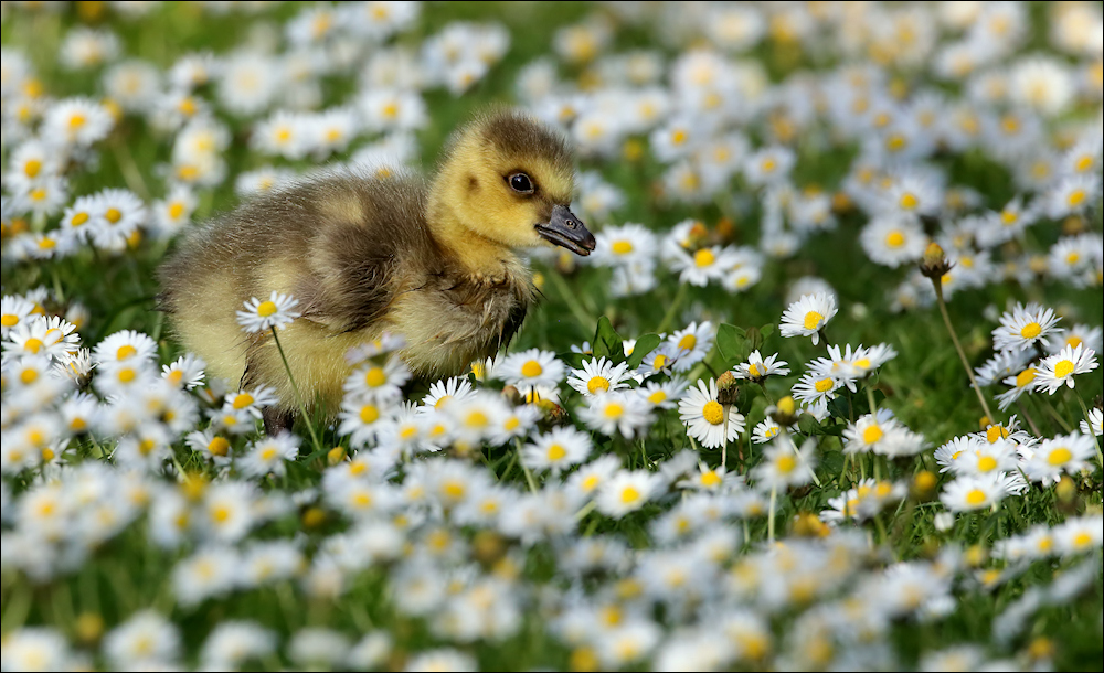 Frohe Ostern