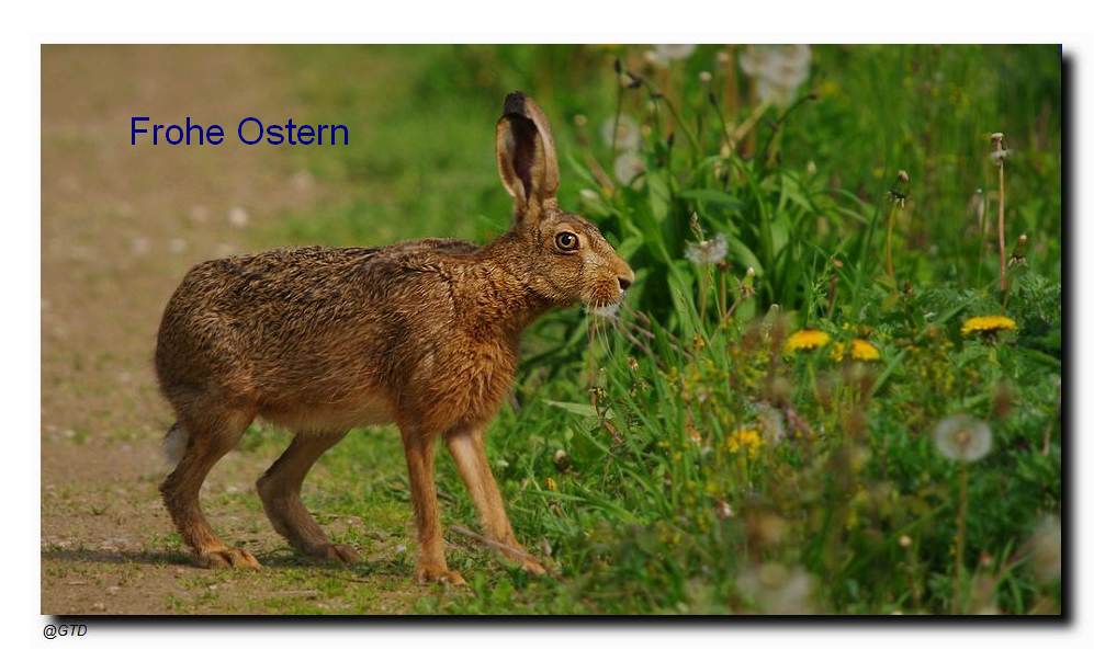 Frohe Ostern