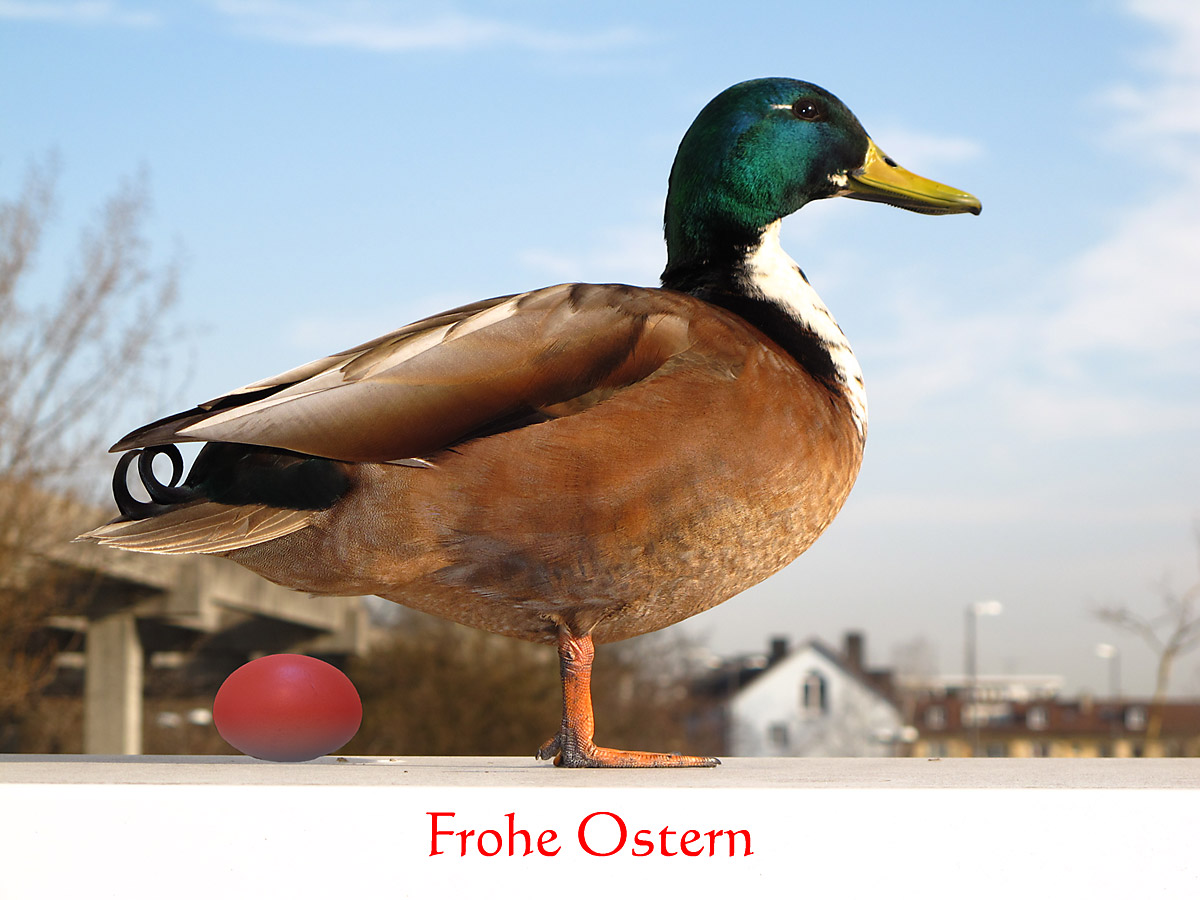 Frohe Ostern