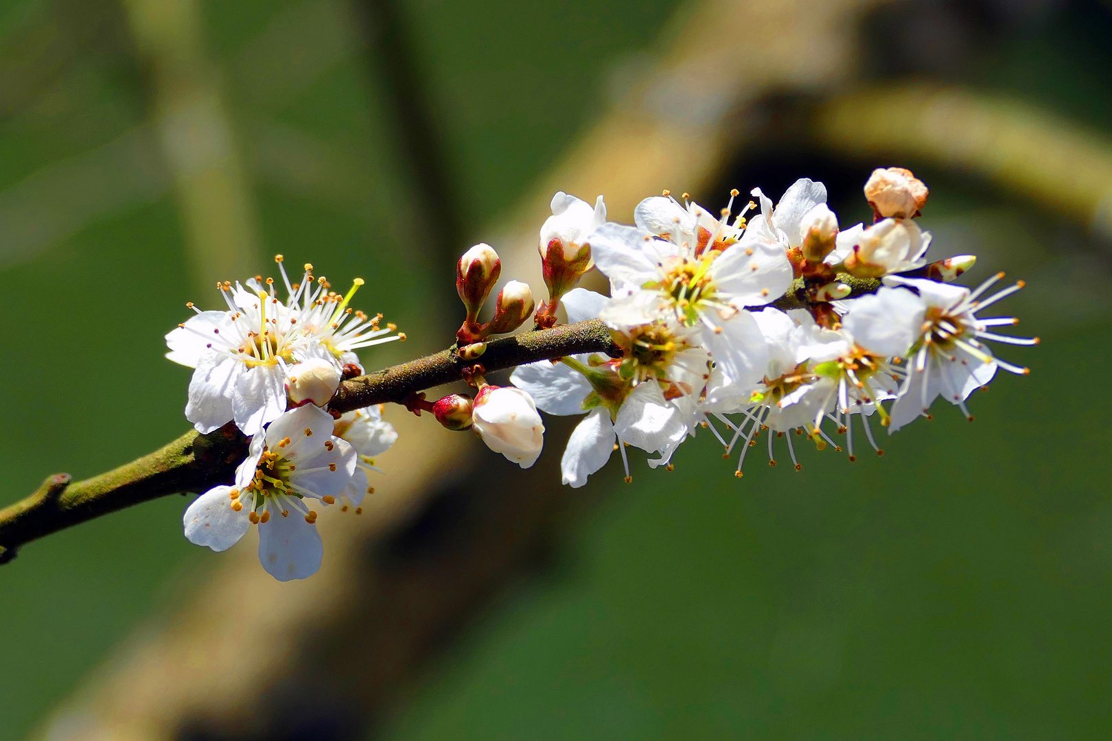 FROHE OSTERN