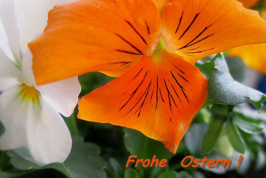 Frohe Ostern