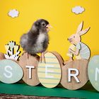 Frohe Ostern 