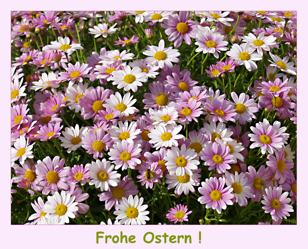 Frohe Ostern allen FC'lern!