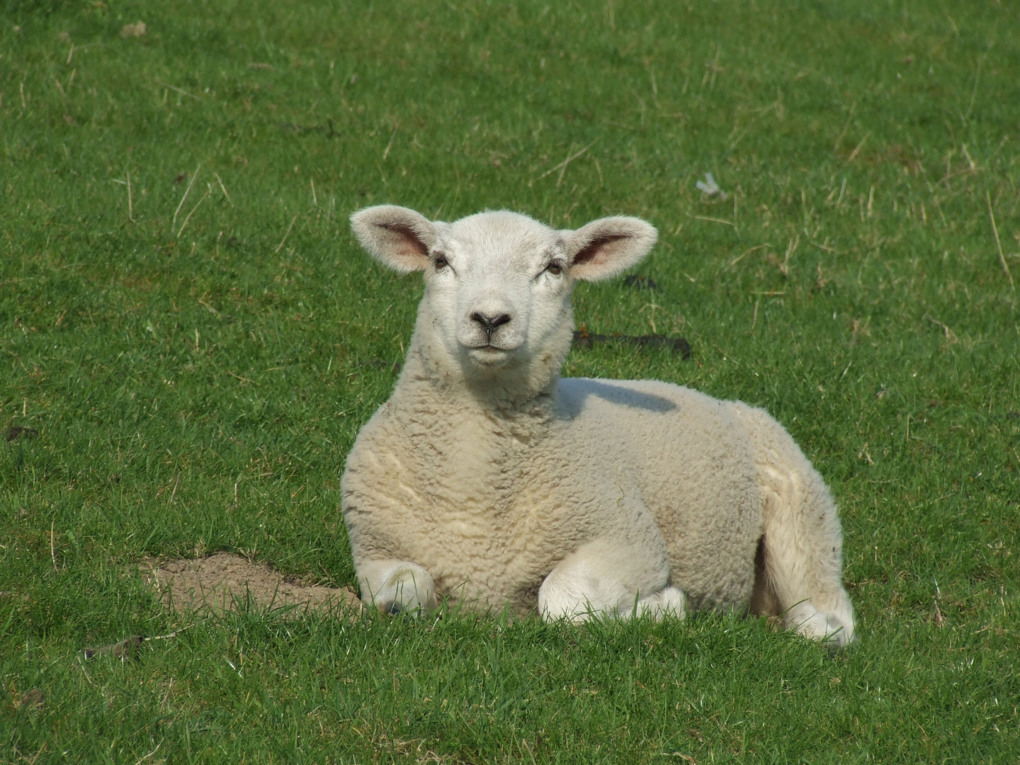 Frohe Ostern allen FC'lern