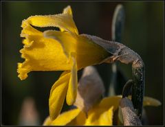 frohe ostern allen fc'lern