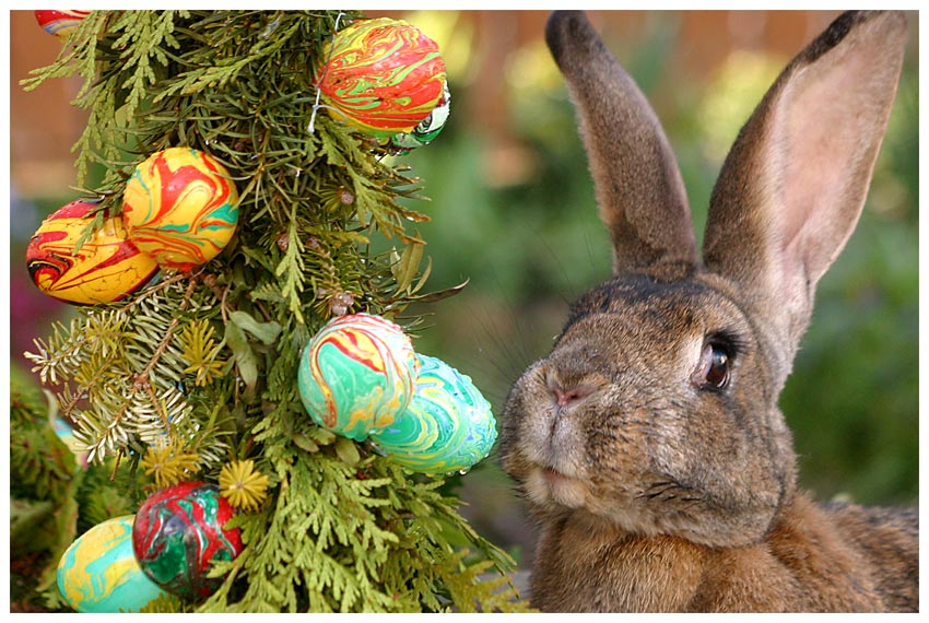 Frohe Ostern allen FClern...