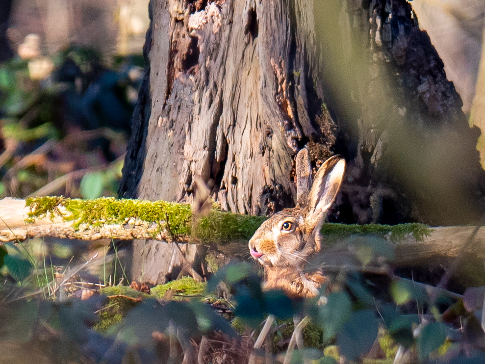 Frohe Ostern an die Gemeinde