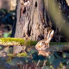 Frohe Ostern an die Gemeinde